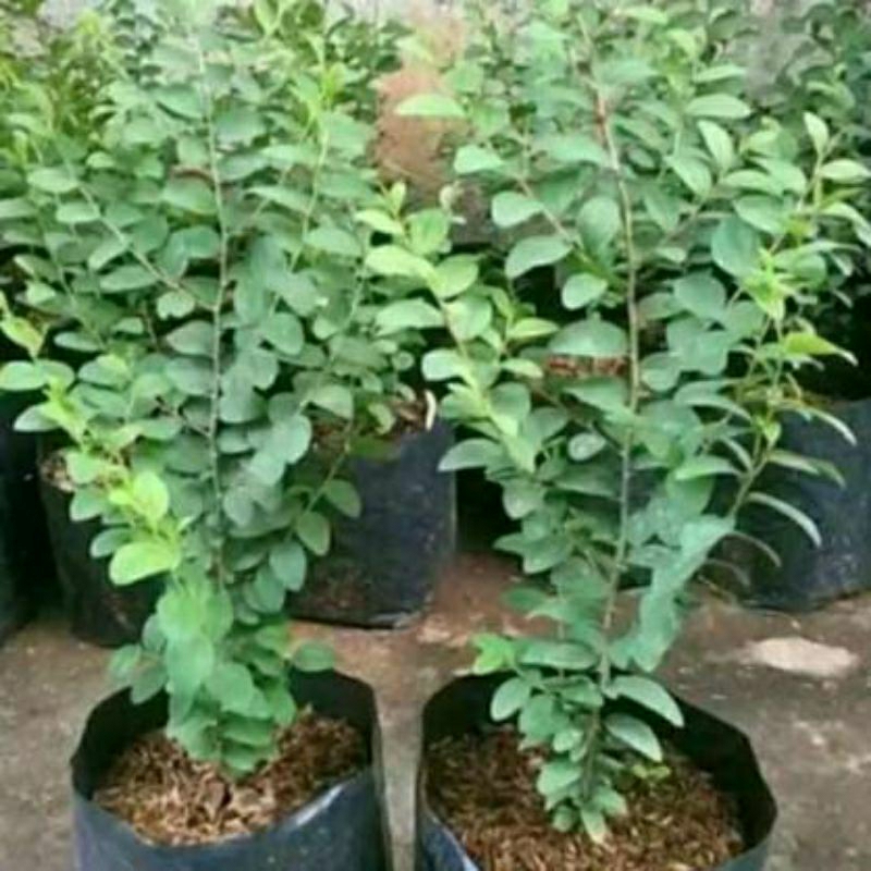 Bibit bidara arab asli tanaman daun bidara arab