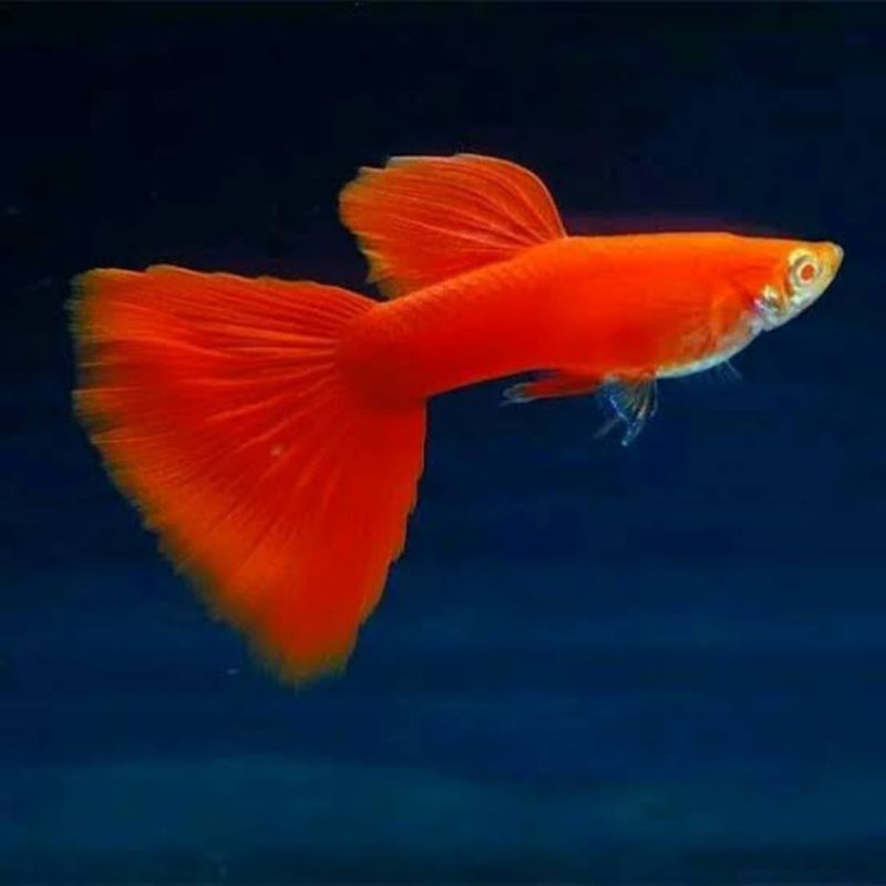 IKAN HIAS AQUASCAPE GUPPY ALBINO FULL RED / IKAN HIAS GUPPY AFR / IKAN GUPPY ALBINO FULL RE ( AFR )