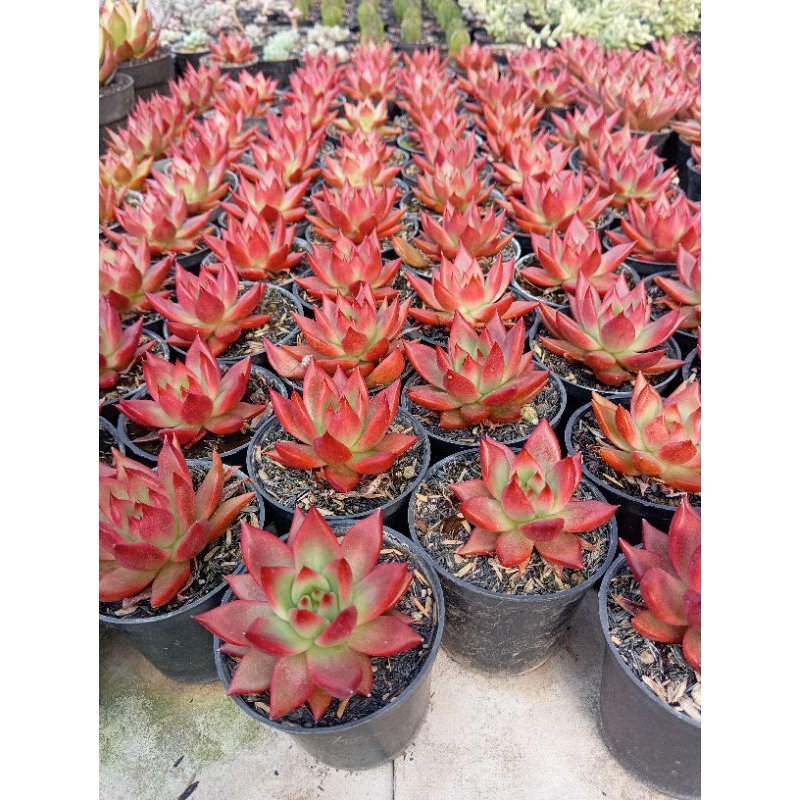 Agavoides frank rineilt