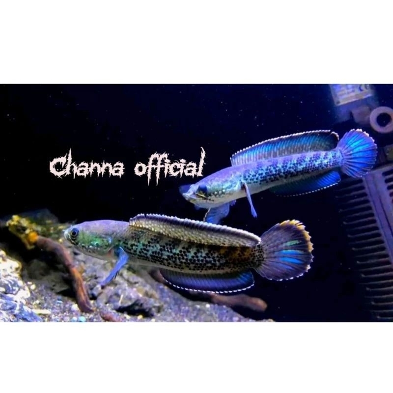 pair Stewarti 10 cm trnak