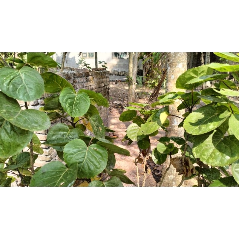 

Daun mangkokan segaar 11 lembar daun#herbal