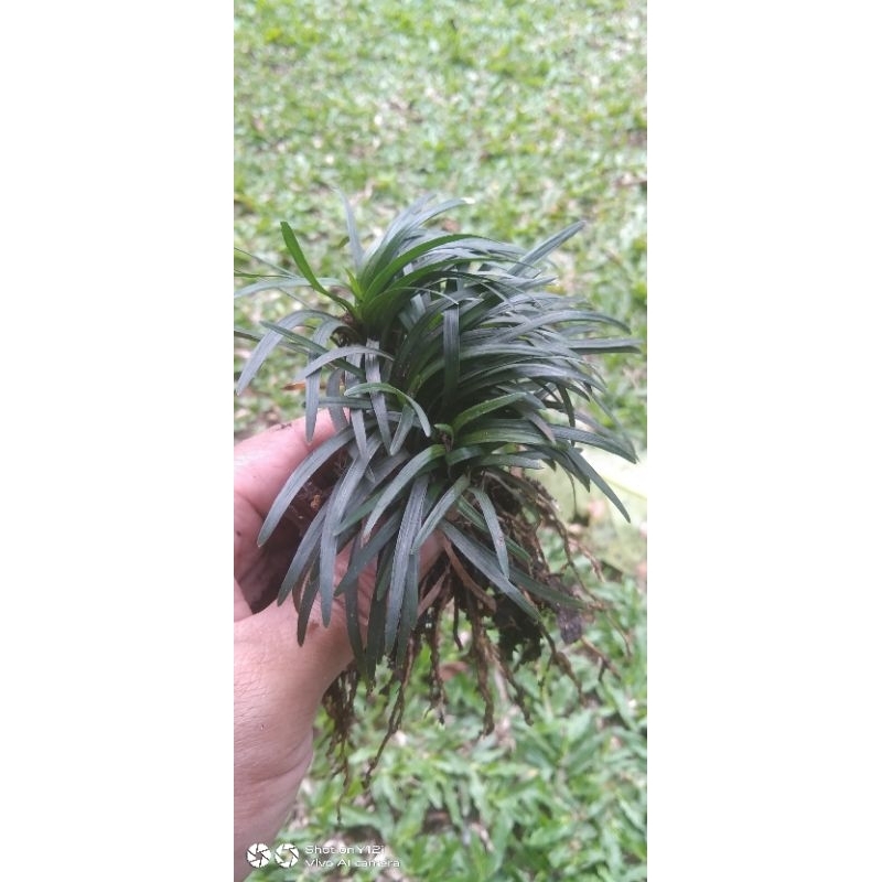 Rumput kucai mini/Tanaman rumput kucai