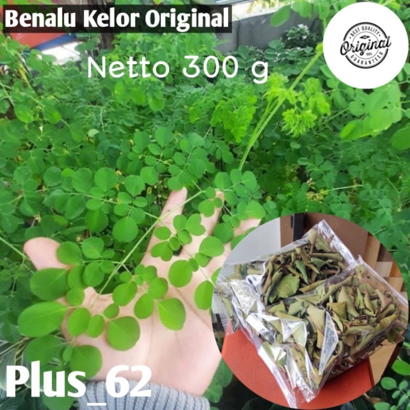 

Benalu kering kelor teh terapi herbs organik kemasan 300g