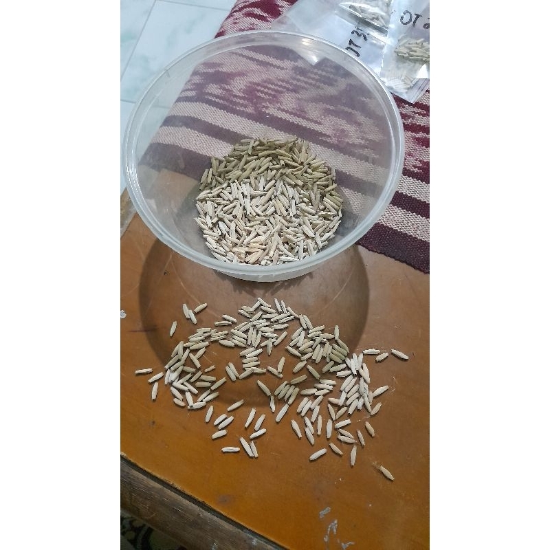 Paket Biji/Seed Adenium