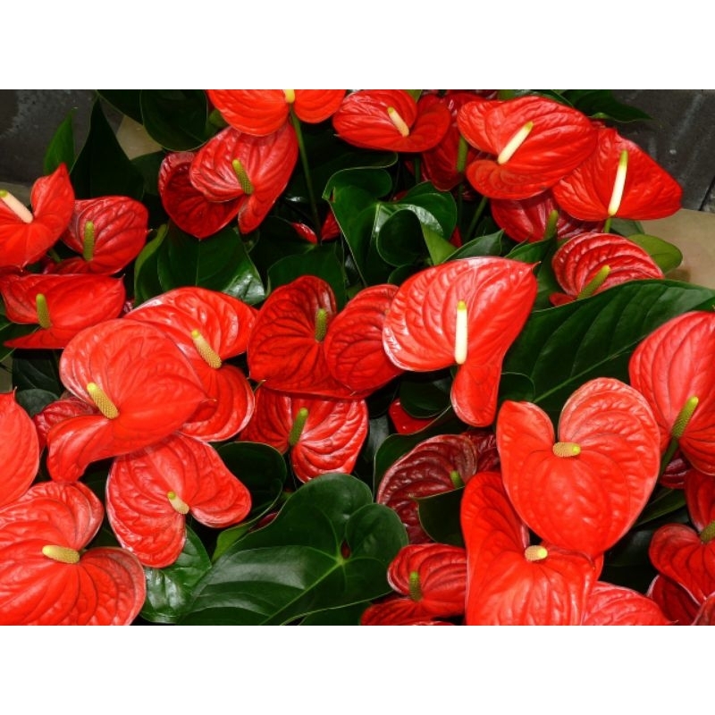 Bunga Anthurium Micky Potong Segar~