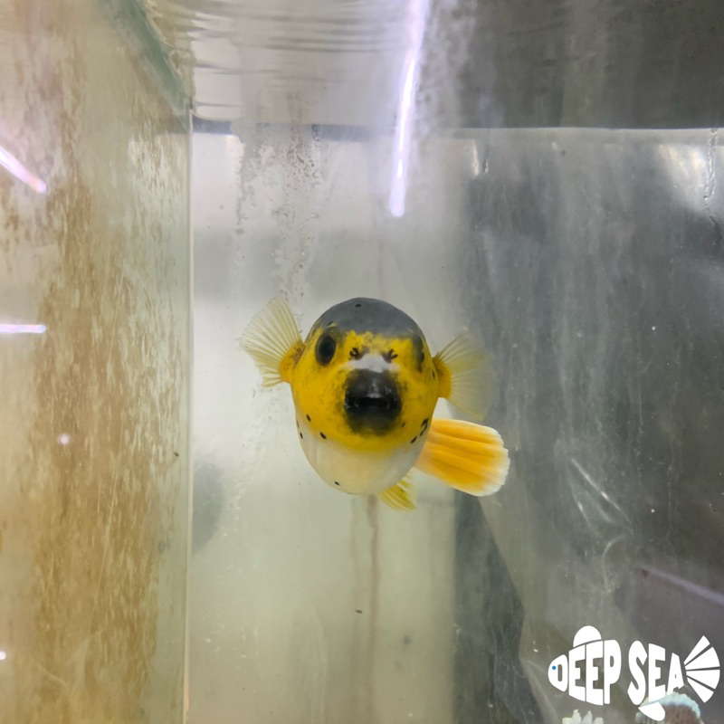 Ikan Hias Air Laut Buntal Anjing Perut Kuning / Yellow Belly Dogfish Pufferfish