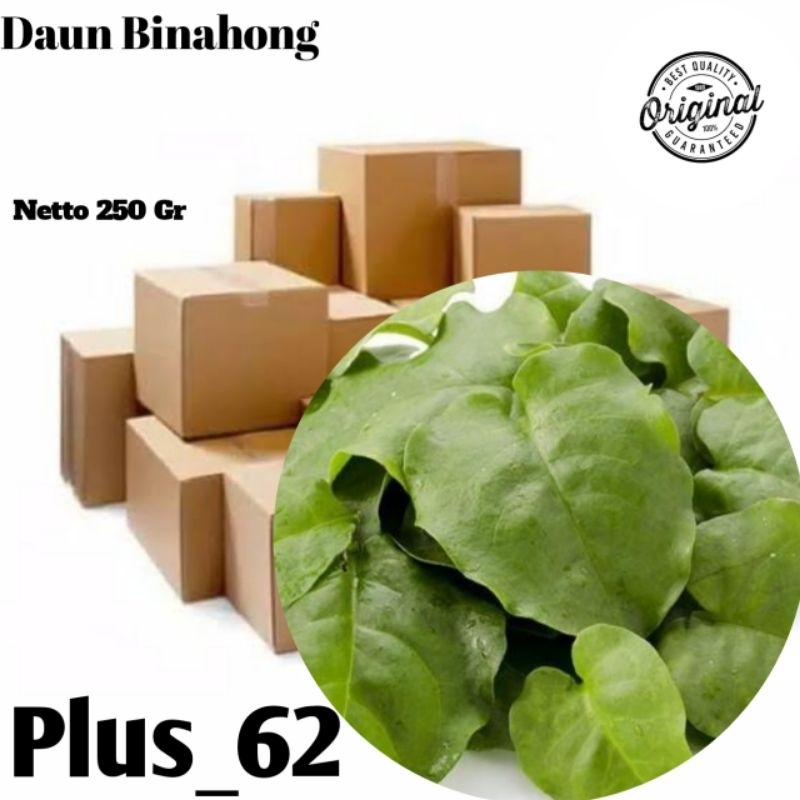 

Daun binahong segar/binahong fresh herbas hemat/250gr