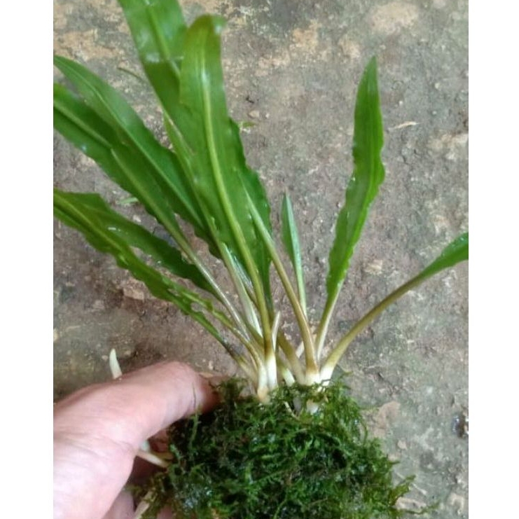 MOS + cripto spiralis wabikusa