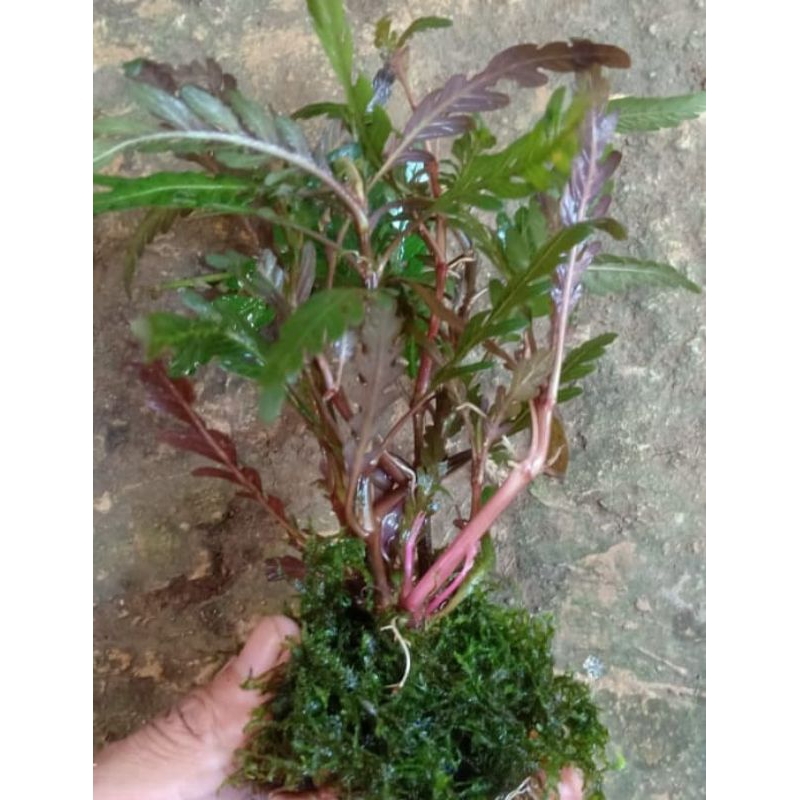 MOS + finatipida wabikusa