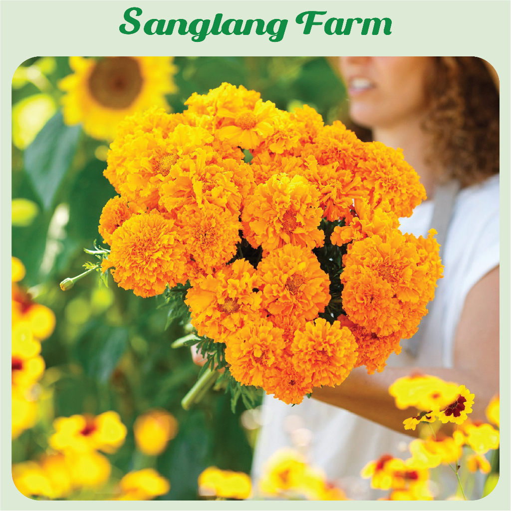 Bibit/Benih Bunga Marigold dan Day Grass/Zinnia/Bunga Kertas Tanaman Hias Mudah Tumbuh per 5gr