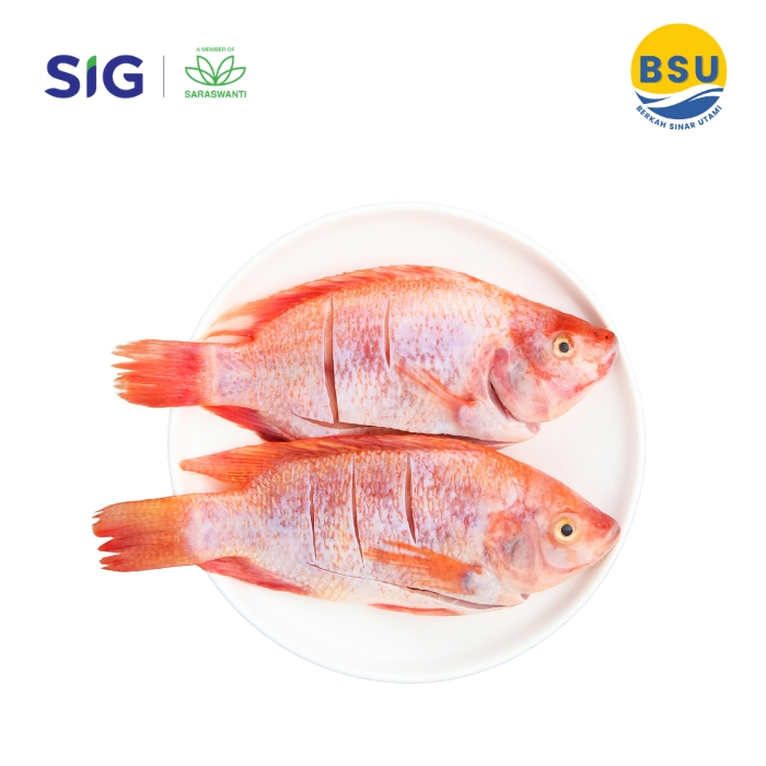 

Ikan Nila Merah