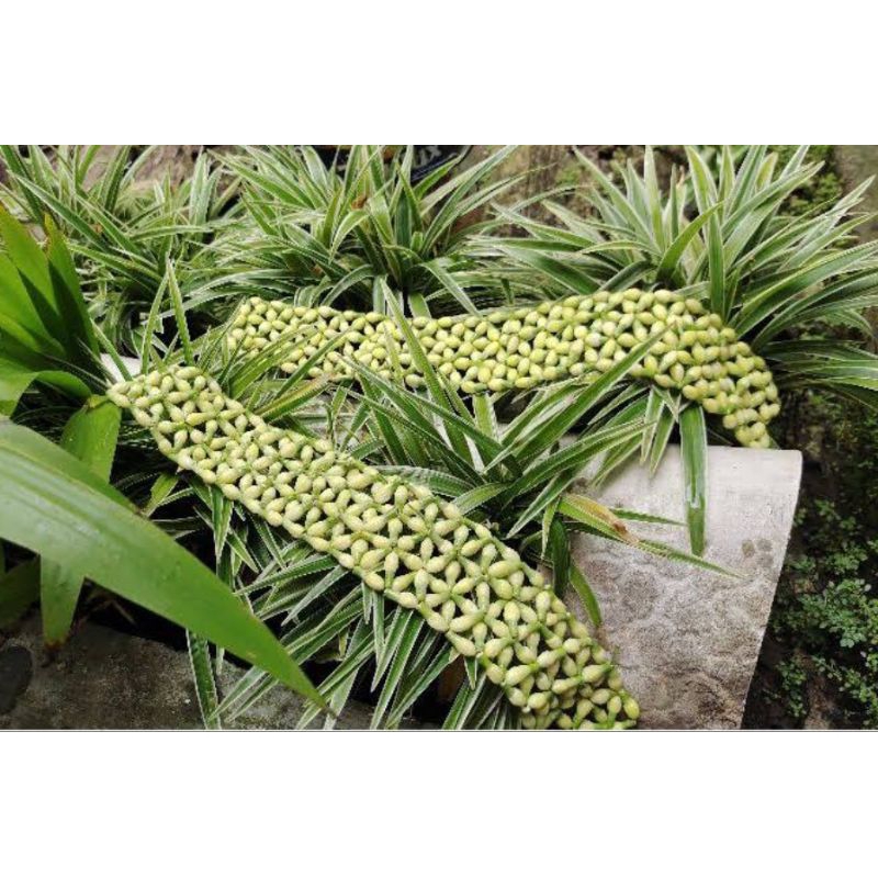 BANDO MELATI ASLI/Bando melati siraman