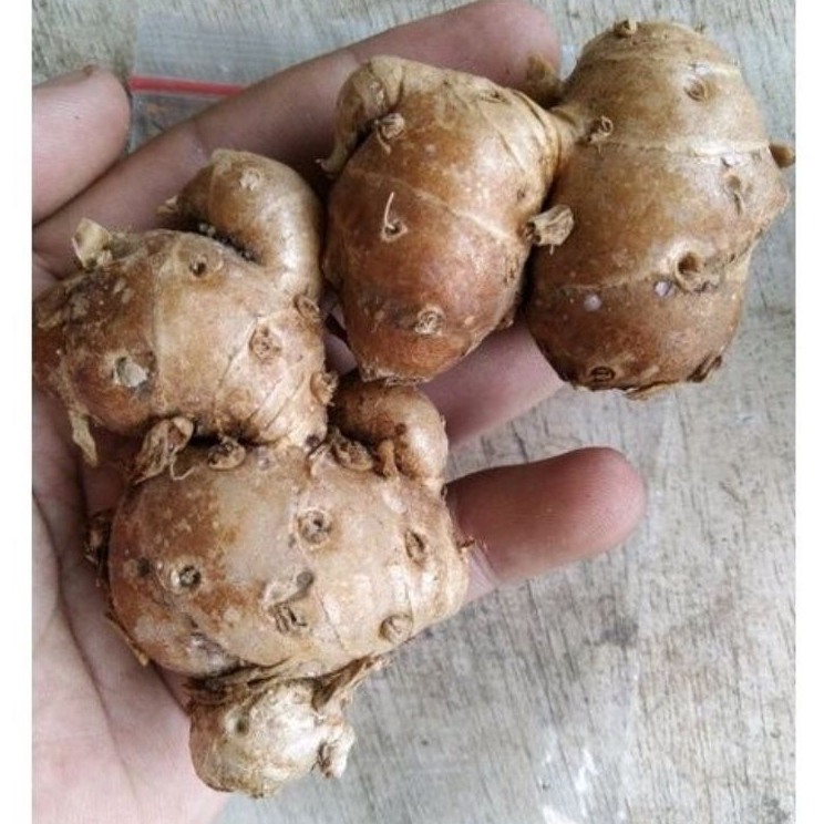 

Terkini Kencur cuci 1Kg Paling Popular