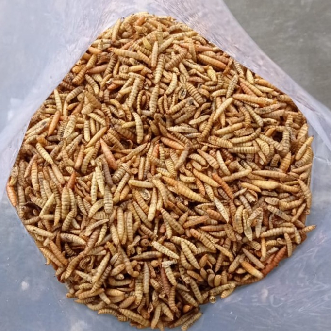 Maggot Kering BSF Magot Bukan Ulat Hongkong Pakan Ikan Hias Cana Suplemen Alternatif