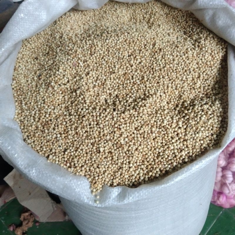

ketumbar putih.