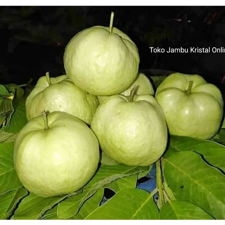 

➹→❆❂ PROMO Jambu Kristal 1 kg Stock Banyak