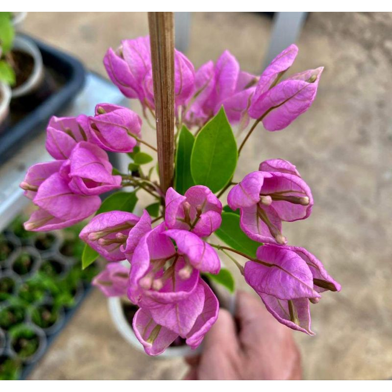 Bibit Tanaman Hias Bunga Kertas  Bougenville Impor Anggur Ungu Asli