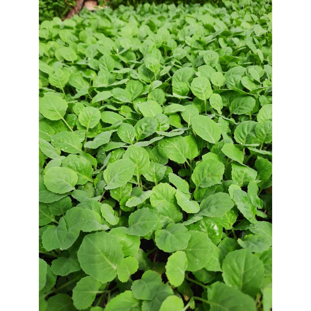 Bibit Kol/Kubis Siap Tanam