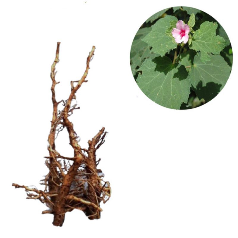 

Akar pulutan segar 500 gram herbal