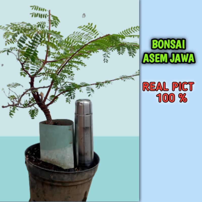 bonsai asem Jawa karakter cabang hidup real pict asli