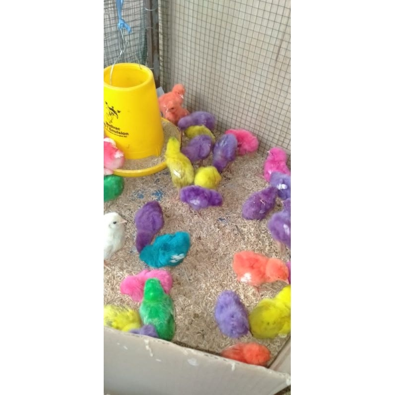 anak ayam warna warni | anak ayam hidup | anak ayam arab | Pur ayam 250gr