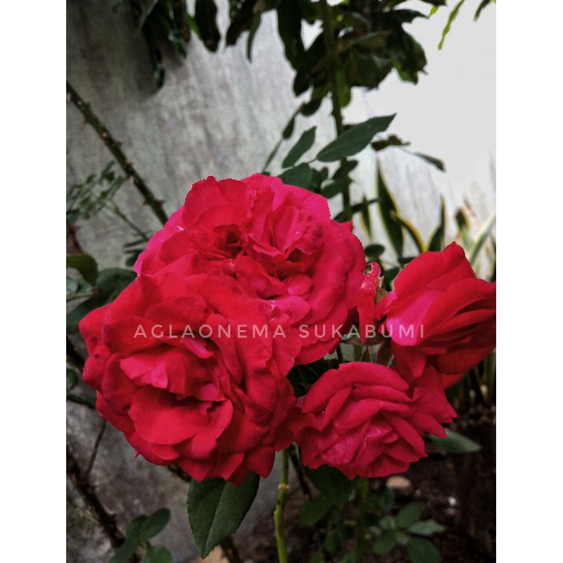 mawar ownroot mawar kampung merah / don juan ukuran dewasa batang tua ( wangi)