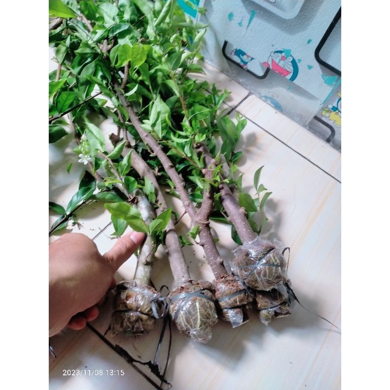 bahan bonsai anting putri cangkok