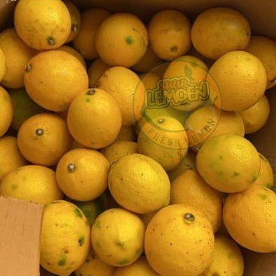 

VFDN1348 XC26619 Jeruk Lemon California Grade B (Standart) 1KG Suur Lemoen ID