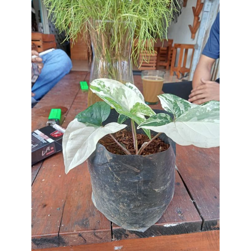 keladi liliput varigata