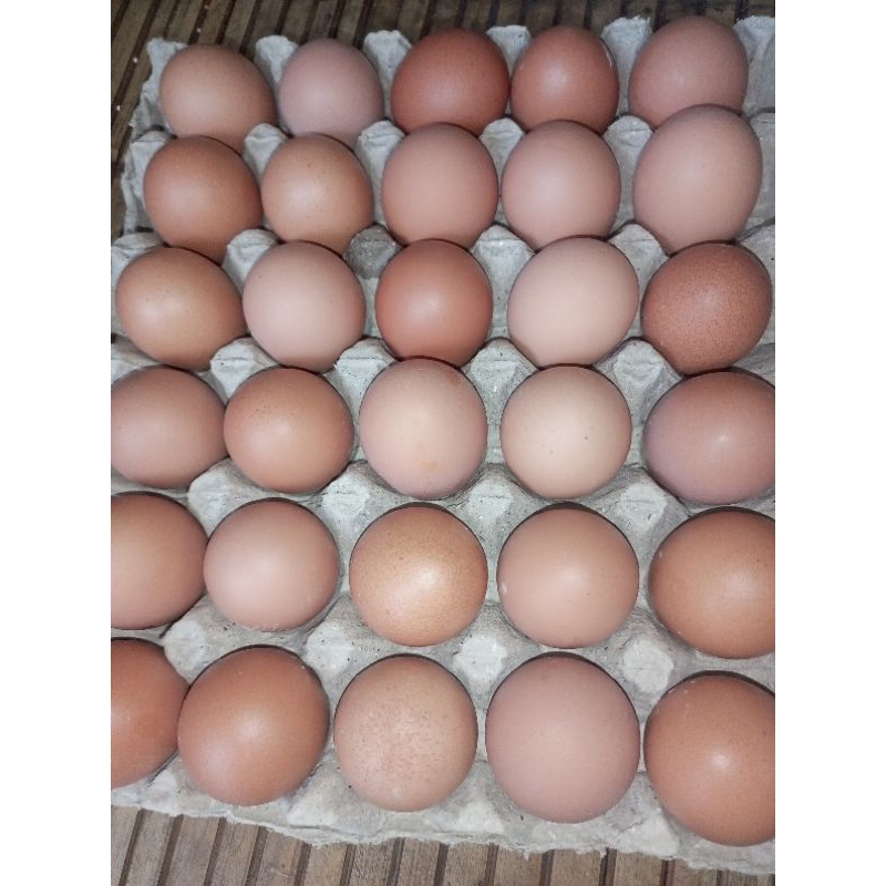

TELOR AYAM NEGERI