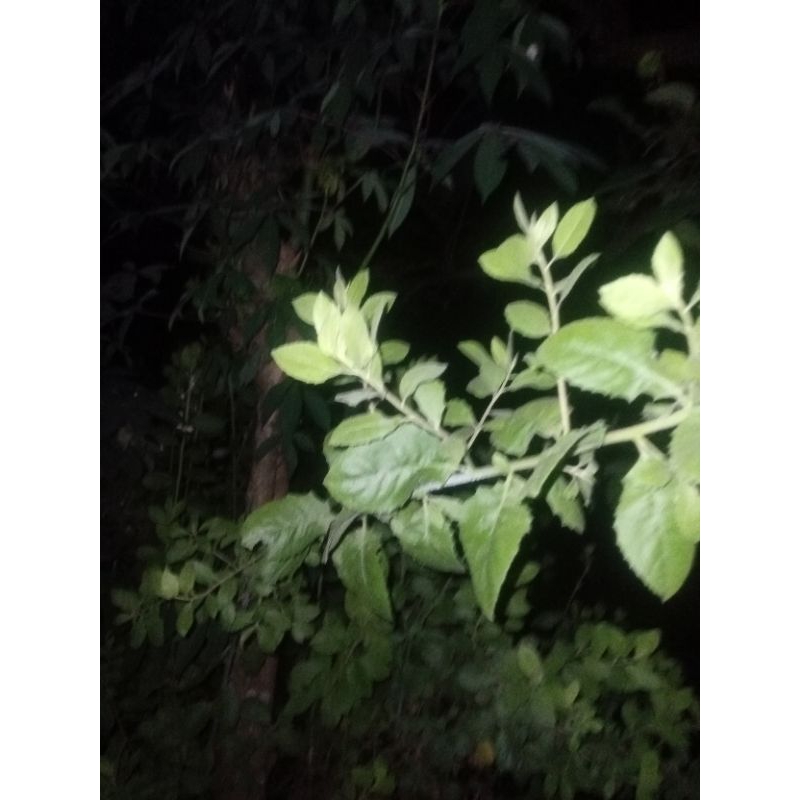 daun beluntas/luntas