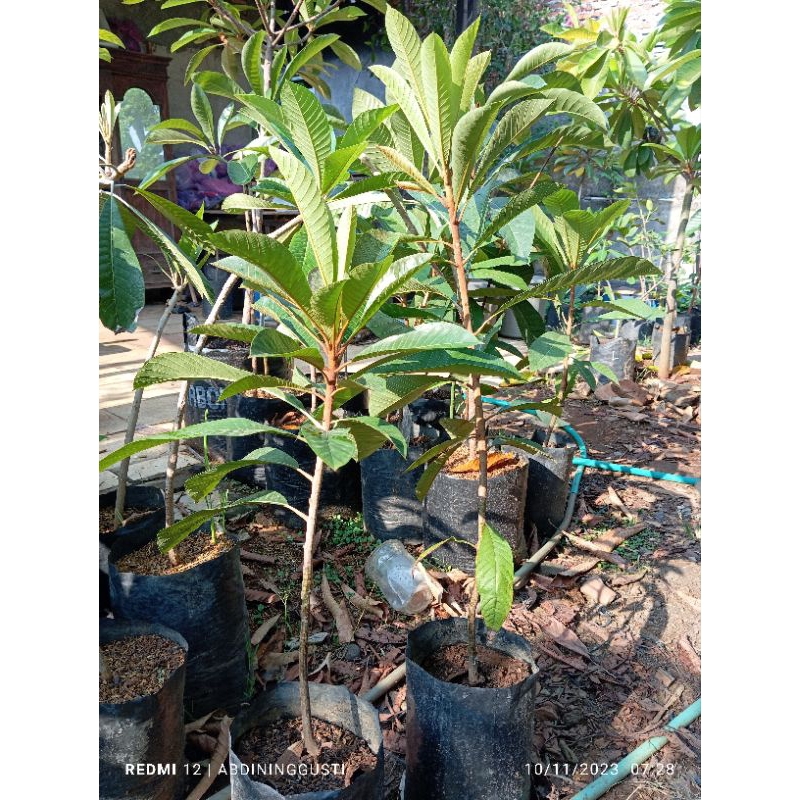 mamey sapote Loreto sambung susu