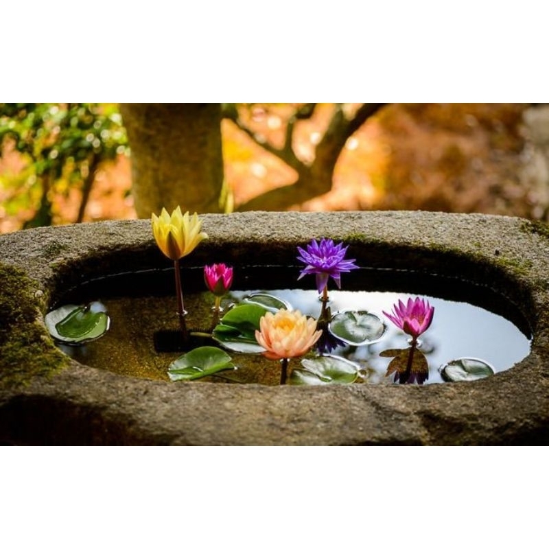 BENIH BUNGA TERATAI MIX WARNA