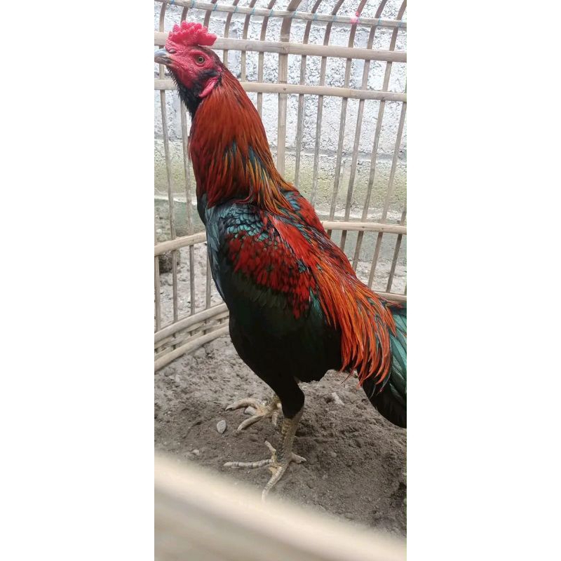

BANGKOK F1 WK ASLI ( TELUR FERTIL)