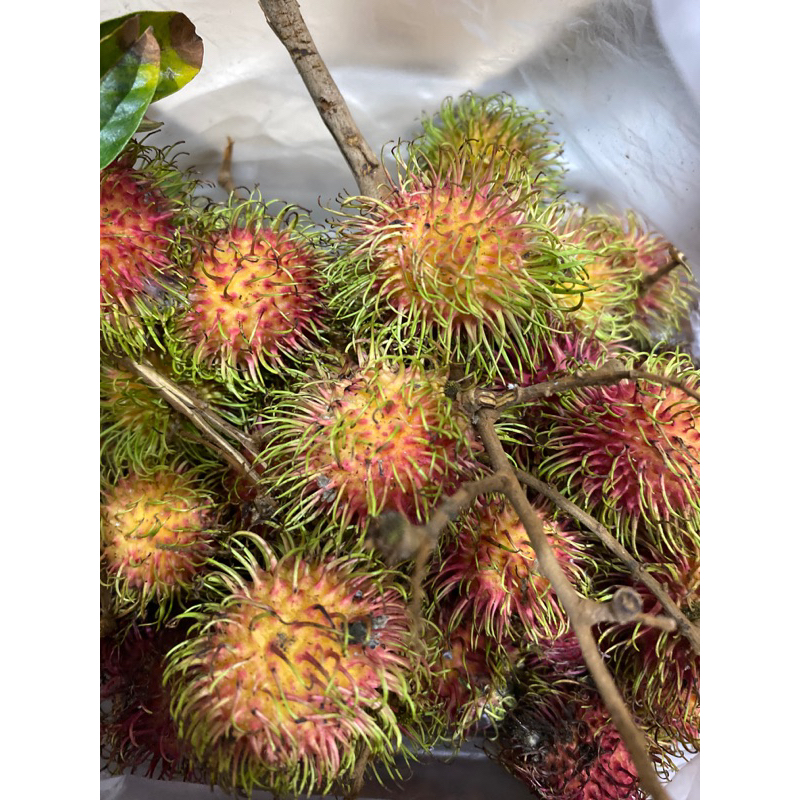 

Rambutan Binjai