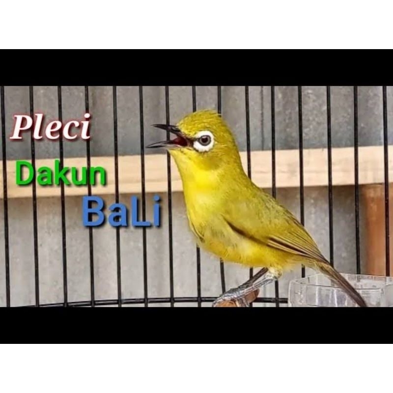 PLECI DAKUN BALI