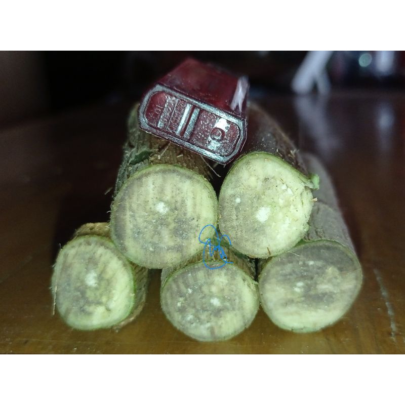 Bahan stek sancang 10 batang