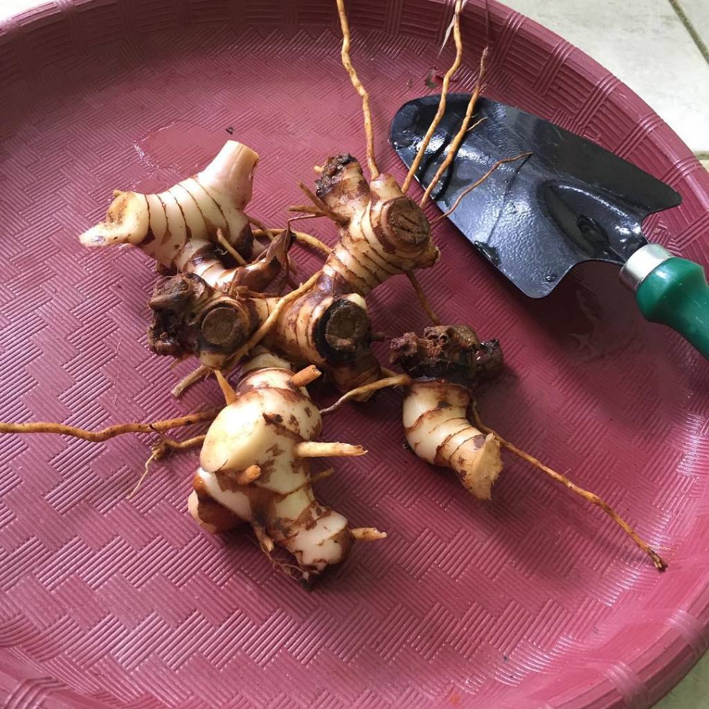 

lengkuas laja segar kemasan 1 kg organik