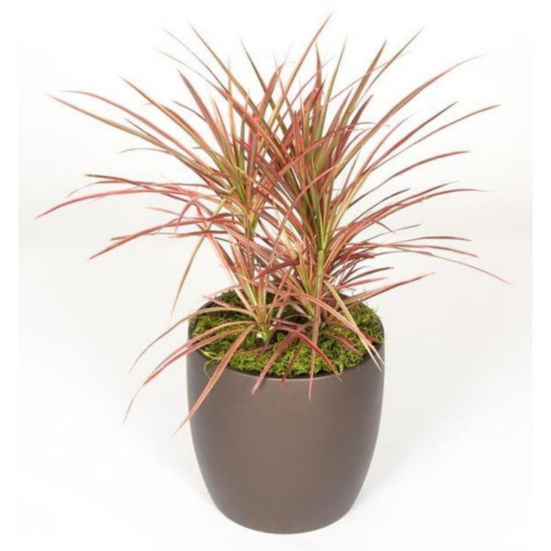 Tanaman hias dracena tricolor