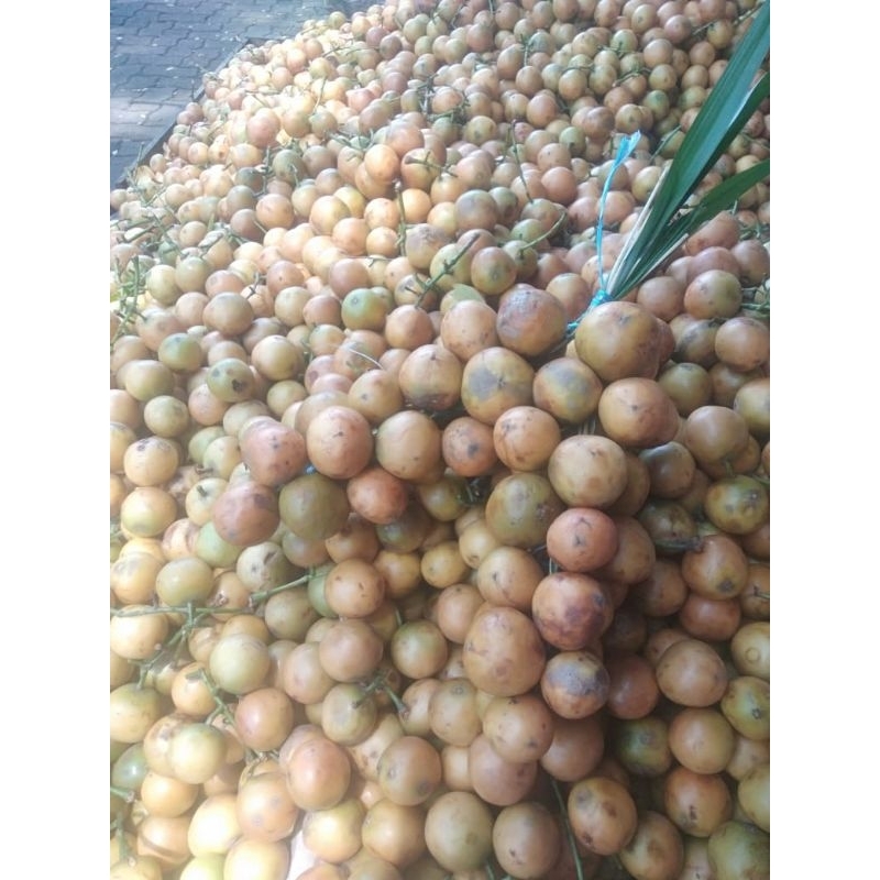

BUAH MENTENG 1KG FRESH/MENTENG FRESH 1KG