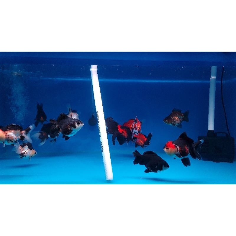 ikan koki oranda tiger 2 ekor