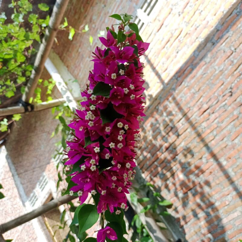 bougenville Singapura ungu original