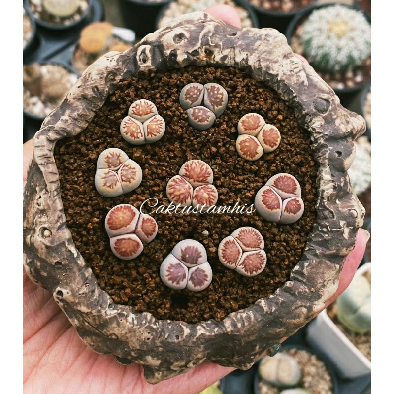 Lithops tritop
