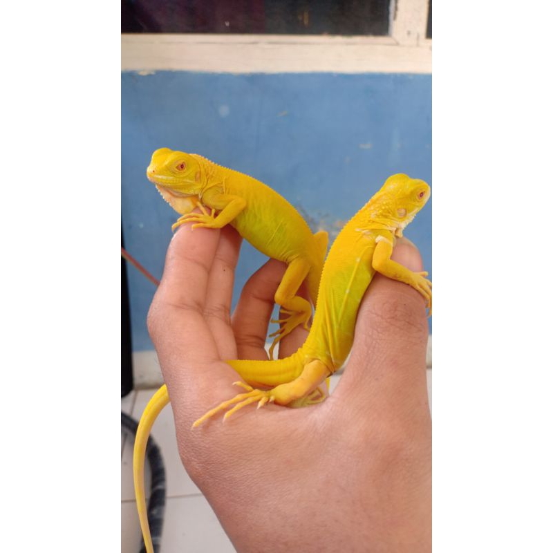 ALBINO IGUANA BEBY UP