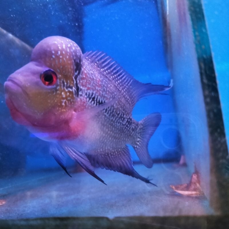 louhan boom head lohan cilnong louhan SRD