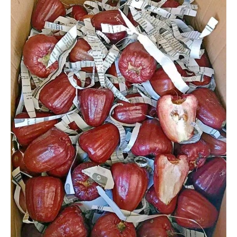 

JAMBU AIR CITRA MANIS 1KG/JAMBU AIR CITRA MERAH/JAMBU AIR MANIS FRESH