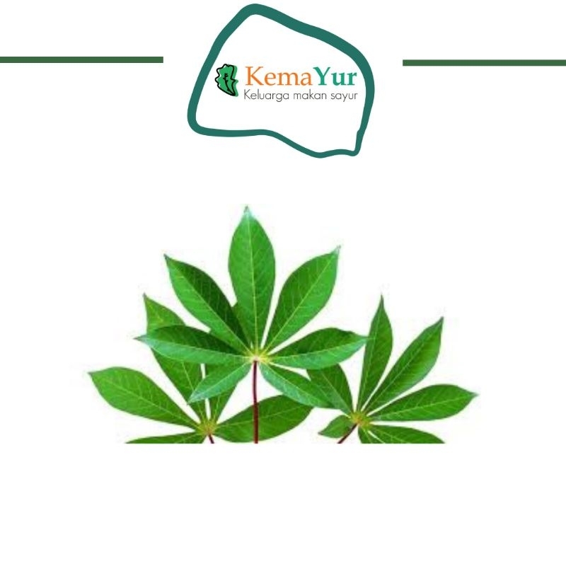 

DAUN SINGKONG 1 IKAT