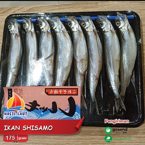 

Ikan Shisamo Betina Super (Ikan Capelin)