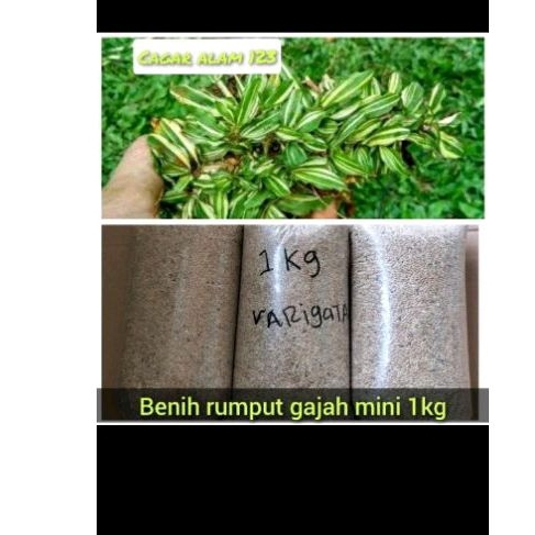 rumput gajah mini 1kg rumput benih gajah mini