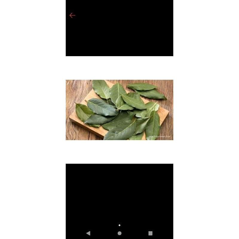 

Daun salam